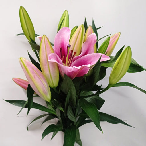 Lily Oriental Marlon (Imported) - Pink [5 Stems]