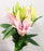 Lily Oriental Catemaco 3 Head (Imported) - Light Pink