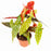 Begonia Maculata | Floristika.com.my