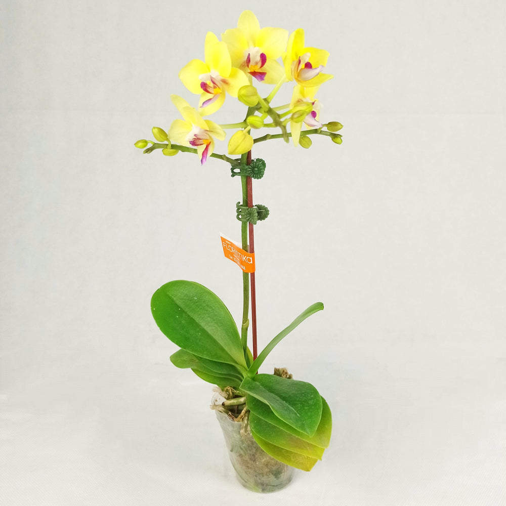 Phalaenopsis Mini (Imported) - Yellow