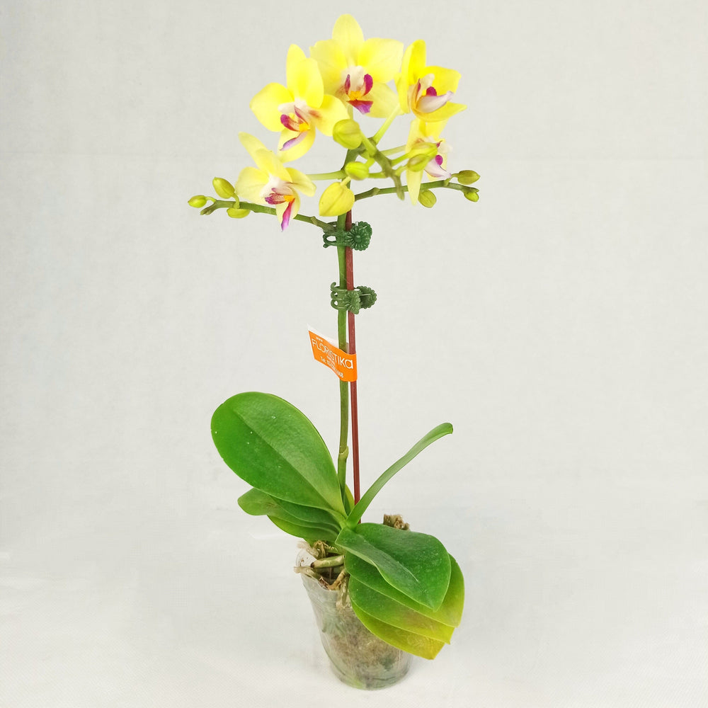 Phalaenopsis Mini - Yellow (Without Pot)
