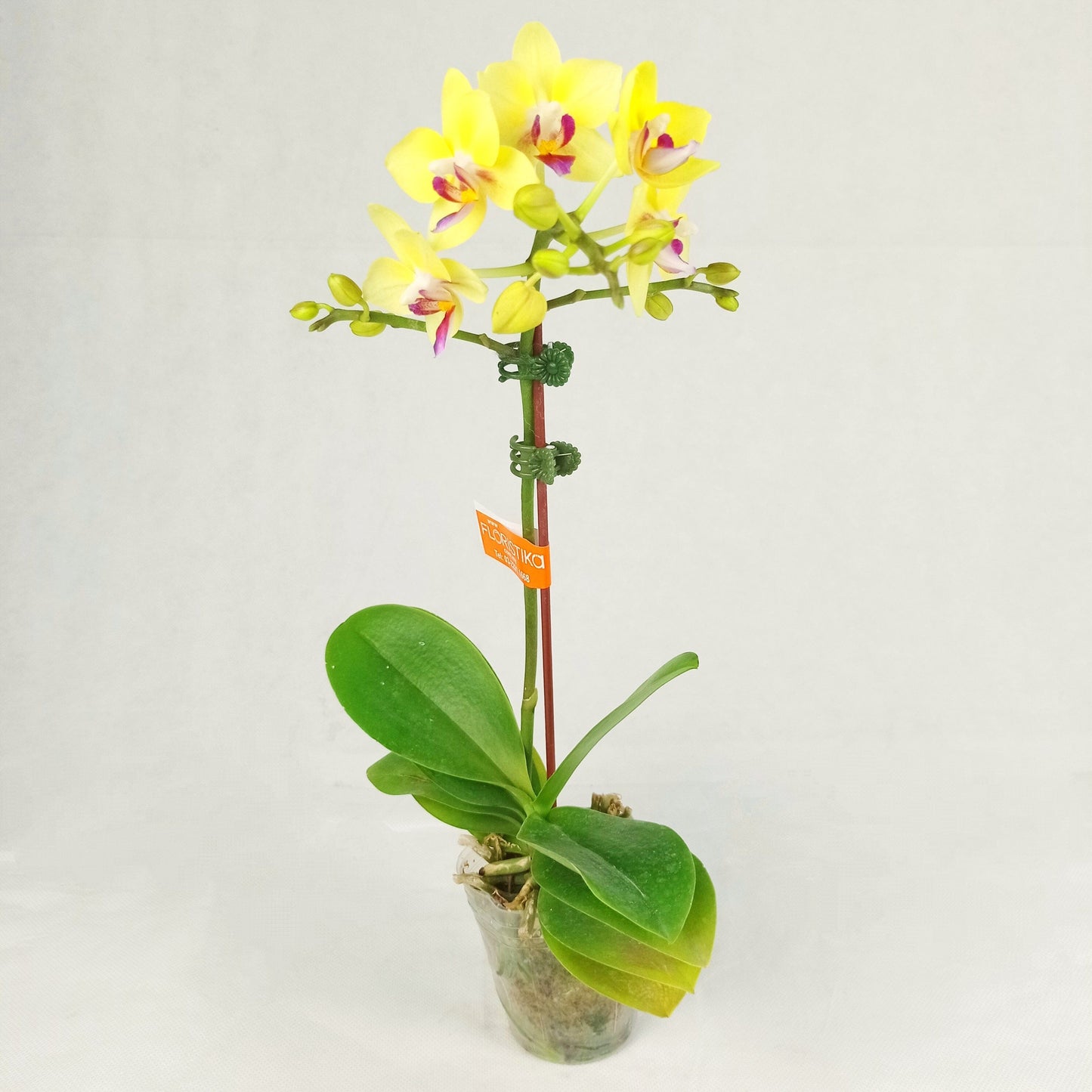 Phalaenopsis Mini - Yellow (Without Pot)