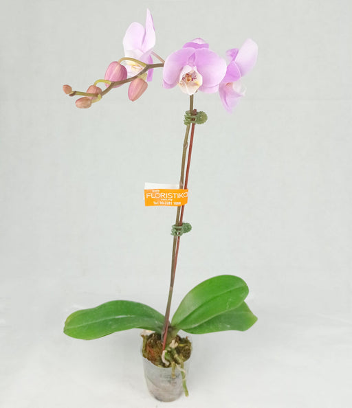 Phalaenopsis Mini (Imported) - Light Purple