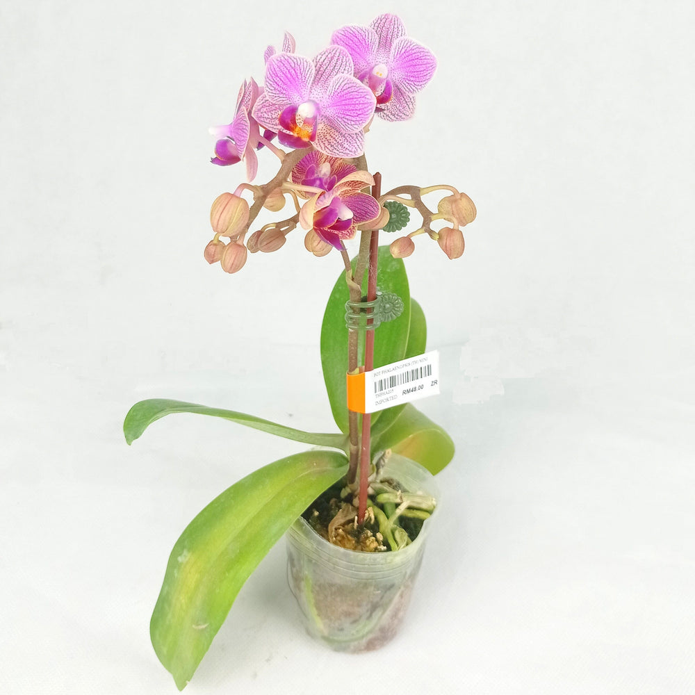 Phalaenopsis Mini (Imported) - Purple