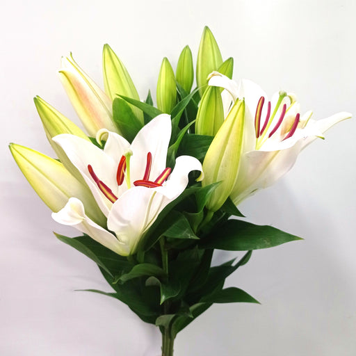 Lily Oriental Helvetia (Imported) - White