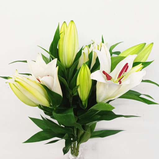 Lily Oriental Santander (Imported) - White [5 Stems]