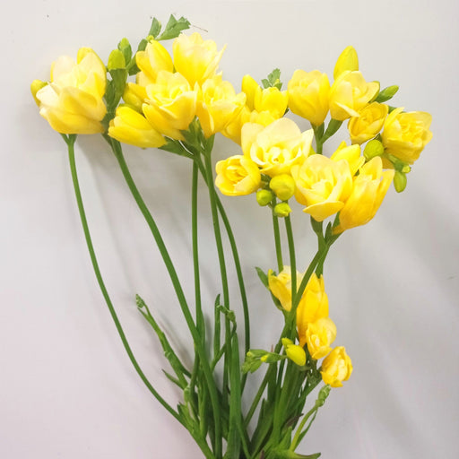 [Full Bloom] Freesia (Imported) - Yellow