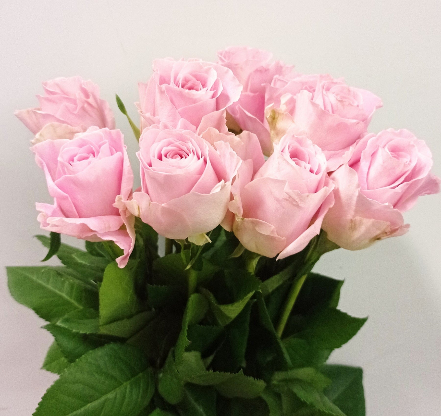 Rose 50cm (Imported) - Pink [20 Stems]