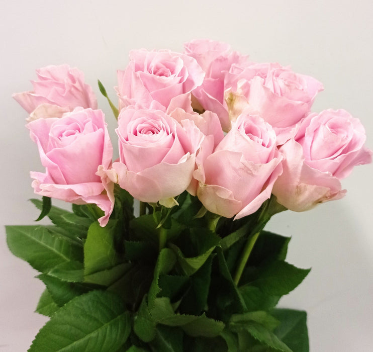 Rose 50cm (Imported) - Pink [20 Stems]