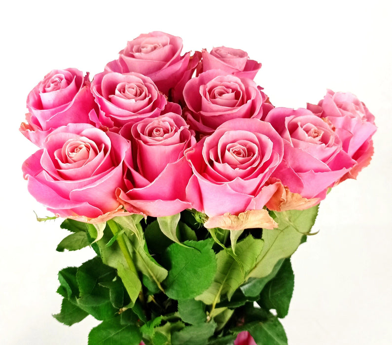 Rose Ace Pink 40cm (Imported) - Pink