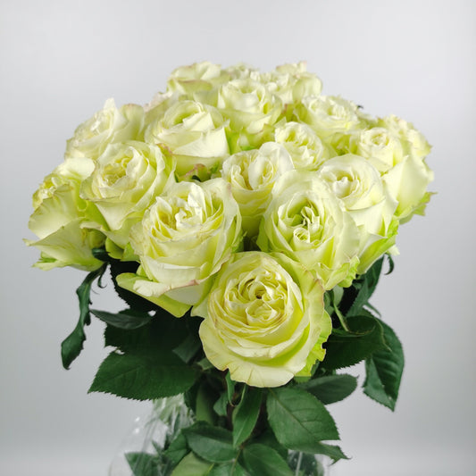 Rose - Proud White  (10 Stems)