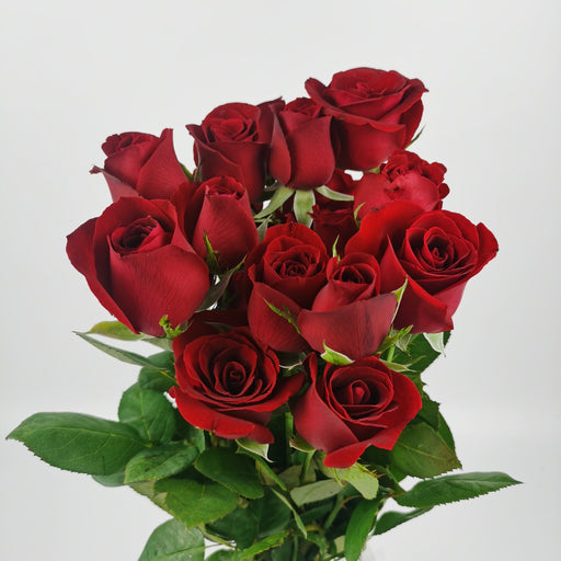 [Full Bloom] Rose (Local) - Red