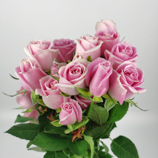 [Full Bloom] Rose (Local) - 2 Tone Pink