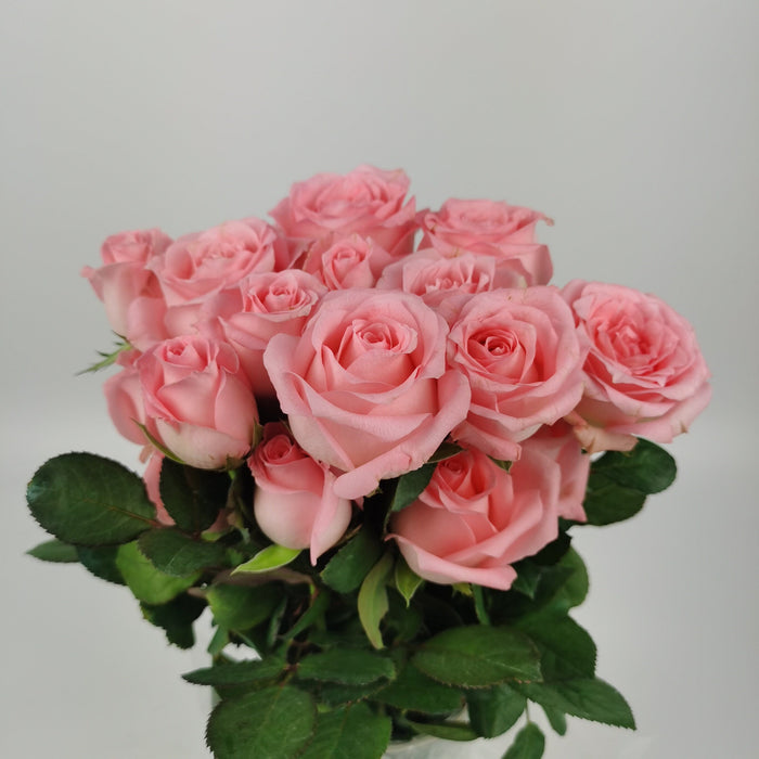 [Full Bloom] Rose (Local) - Pink