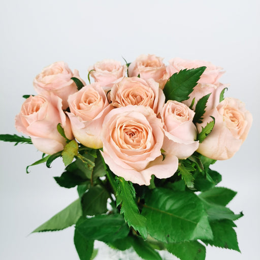[Full Bloom] Rose - Shimmer Light Peach (10 Stems)