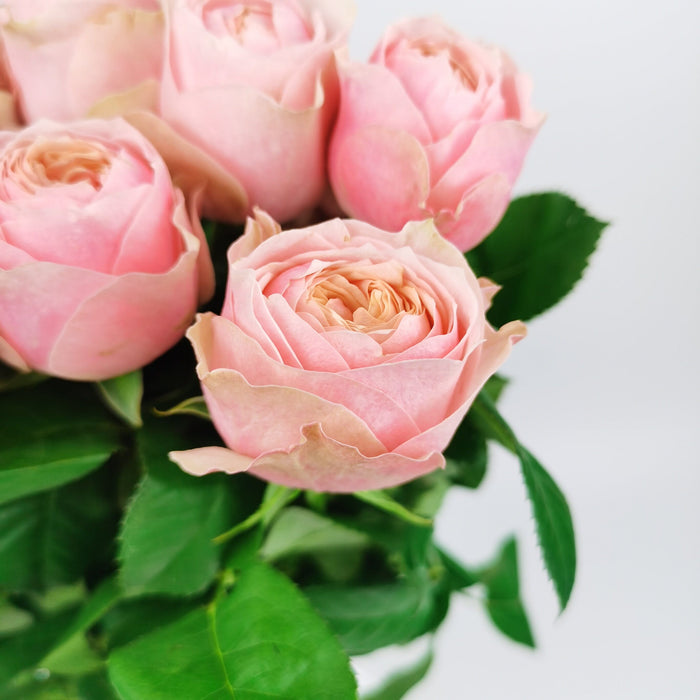 Rose (Imported) - Butterfly Pink [10 Stems]