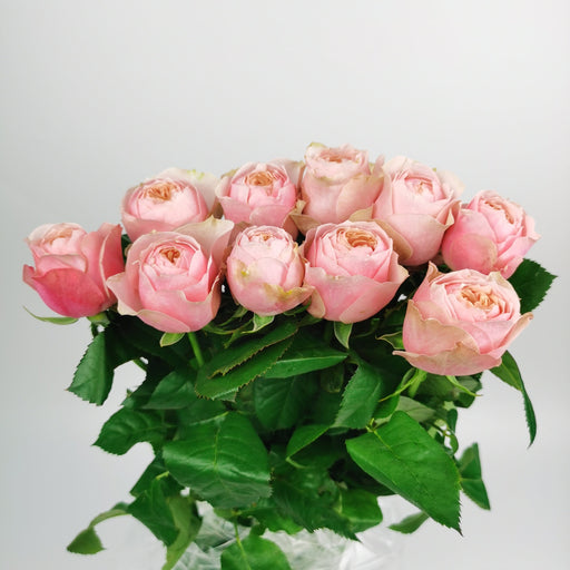 Rose (Imported) - Butterfly Pink [10 Stems]