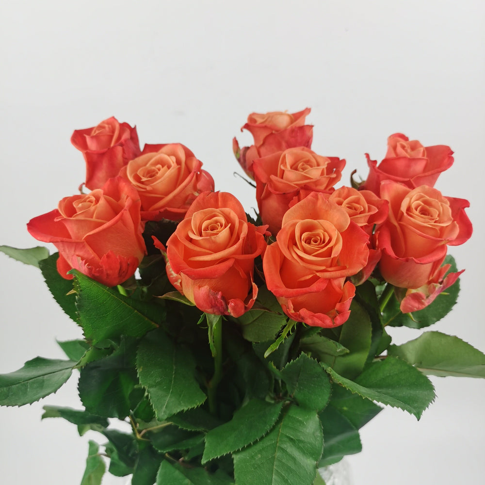 Rose 40cm (Imported) - Orange Blush [10 Stems]