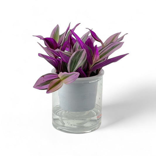Tradescantia Nanouk P110 (Hydroponic Pot)