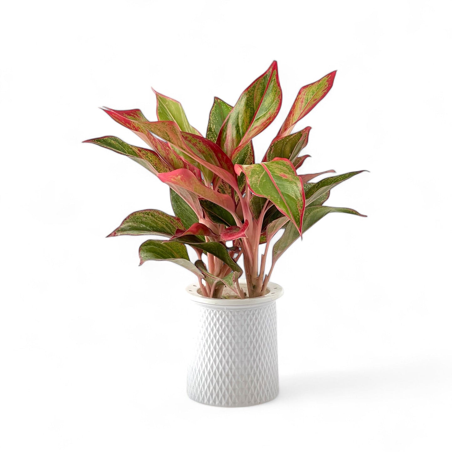 aglaonema hydroponic Aglaonema Siam Aurora Plant