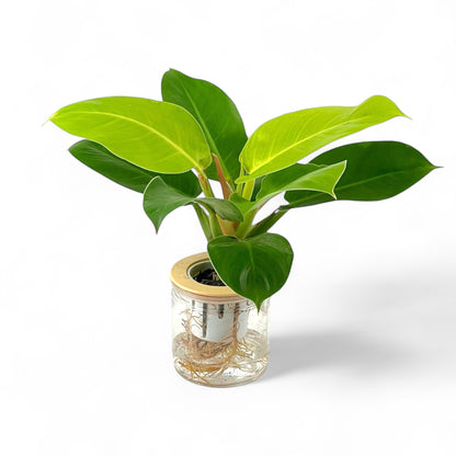 philodendron imperial gold care Philodendron Imperial Gold Plant