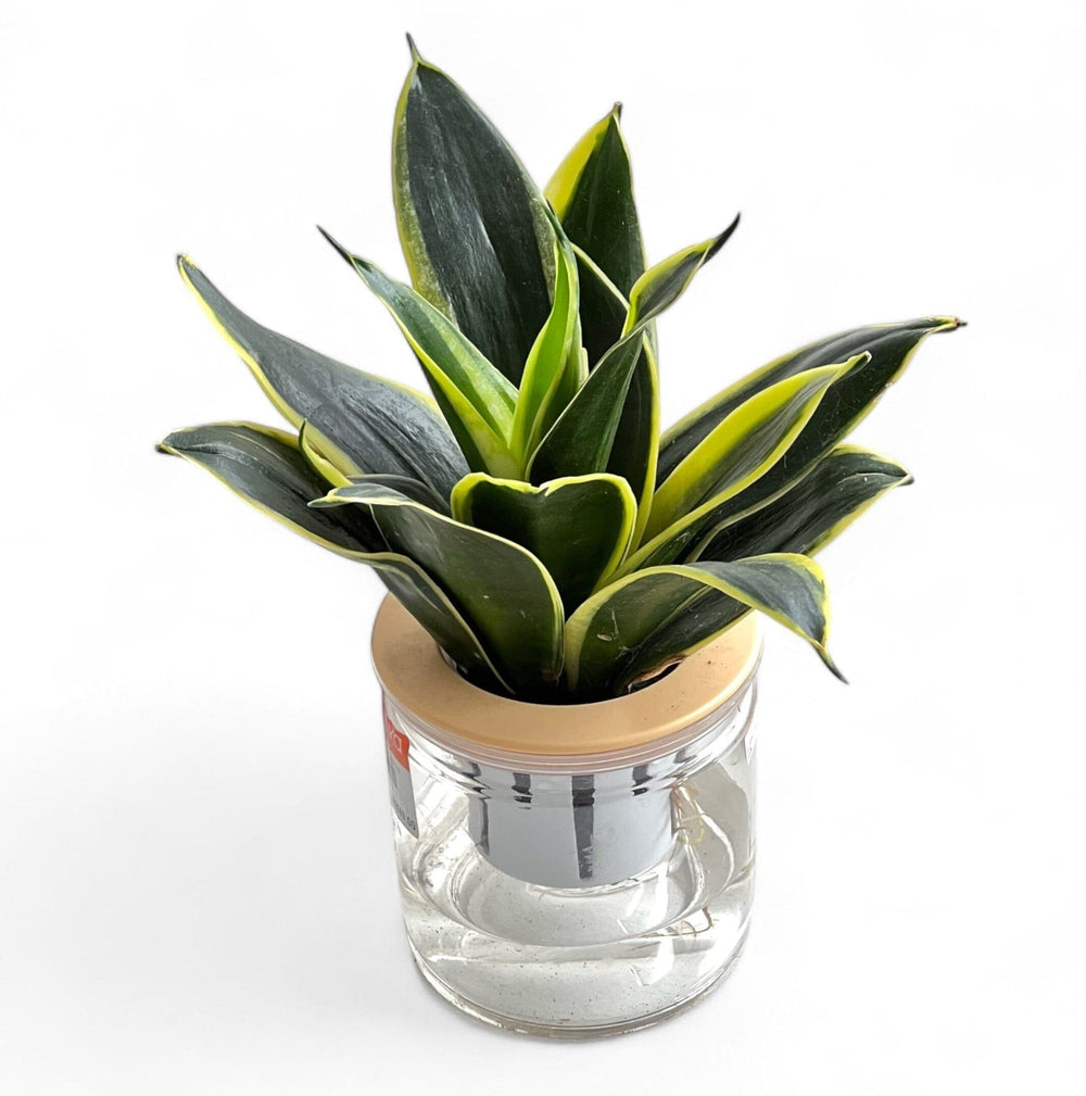 Sansevieria P110 (Hydroponic Pot)