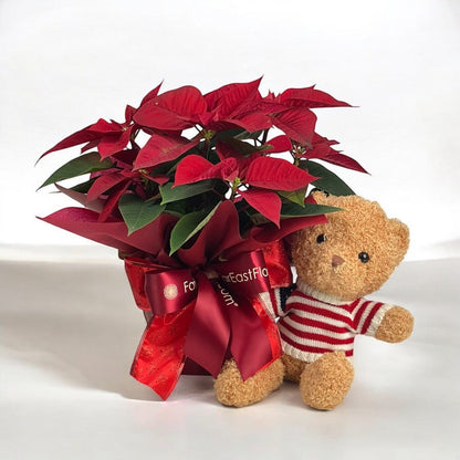 Poinsettia Joy