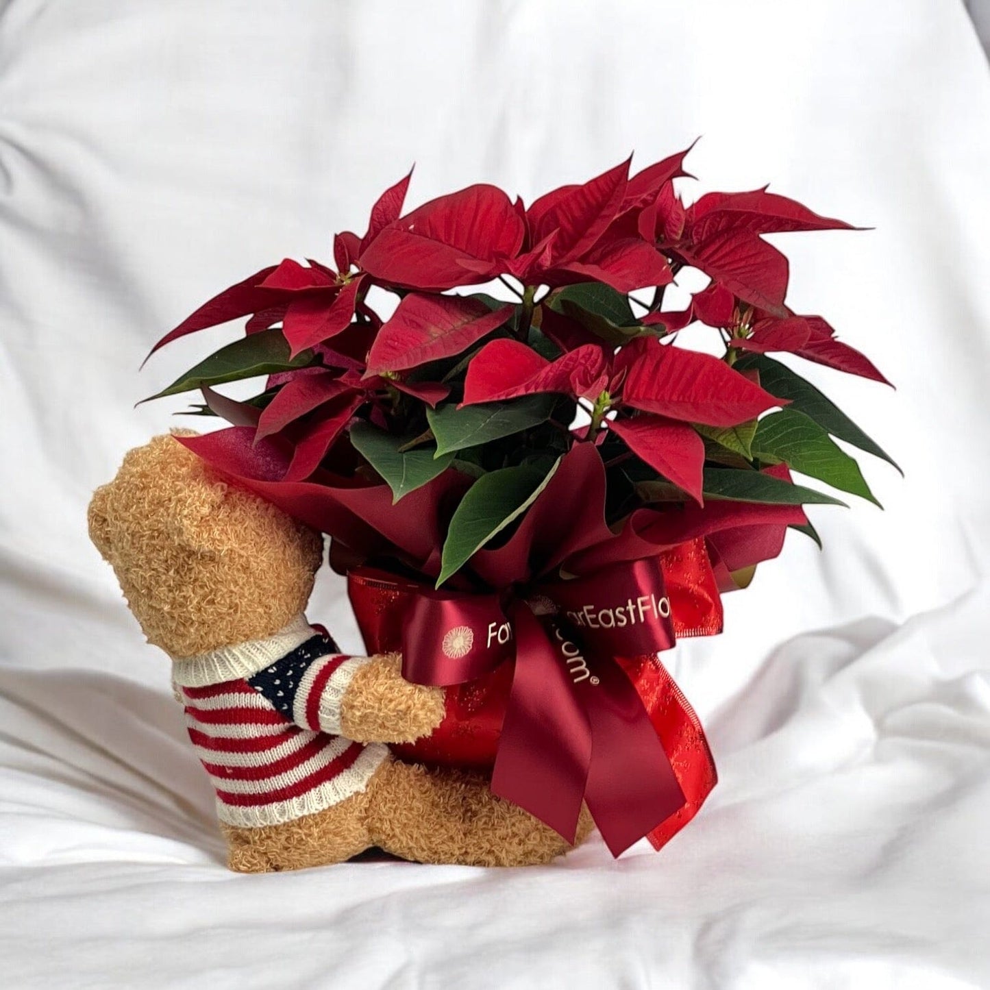 Poinsettia Joy