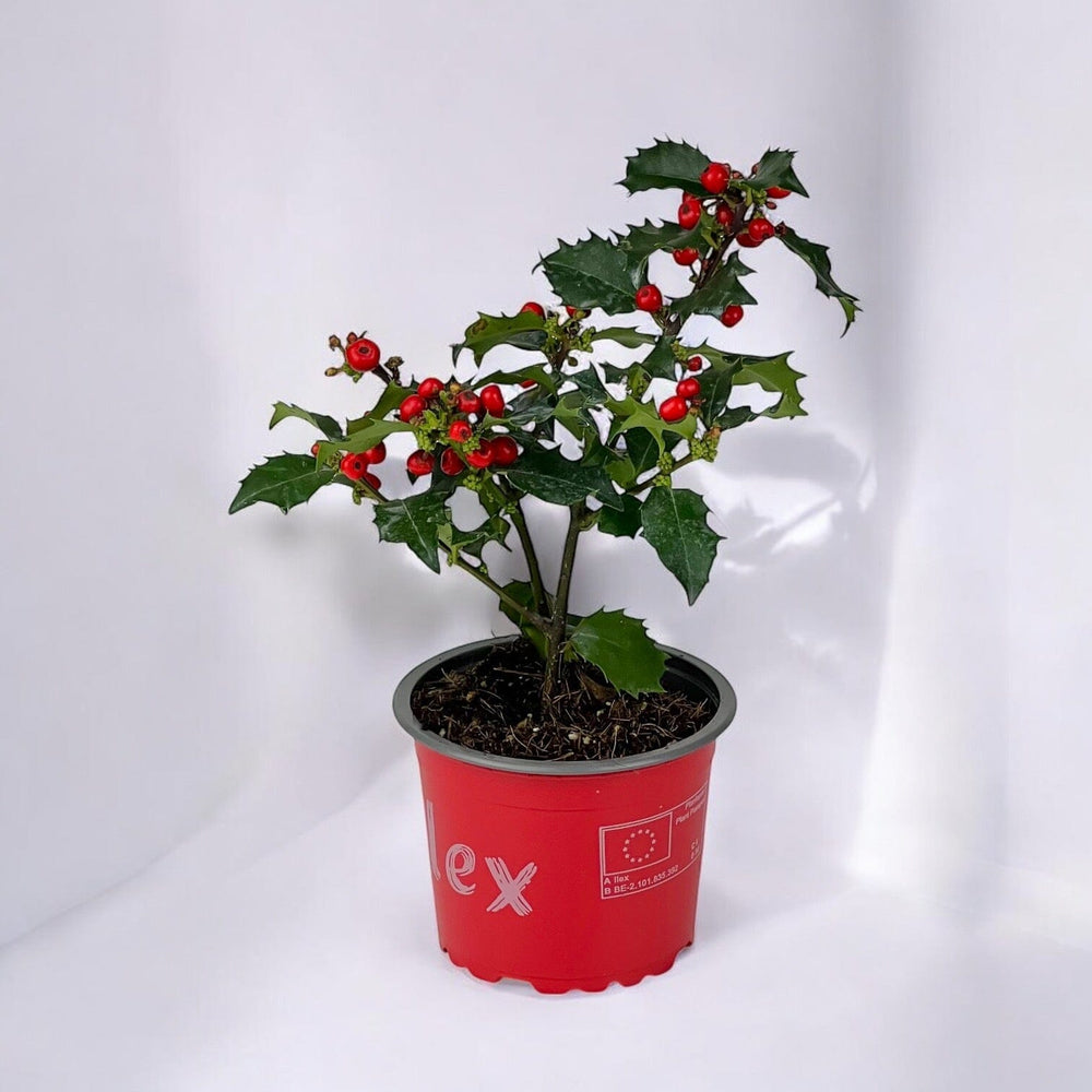 Ilex Meserveae Blue Princess (P90)