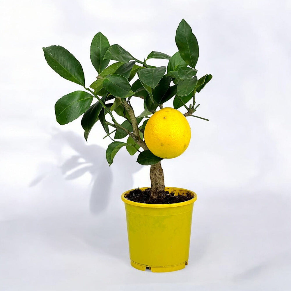 Lemon Tree