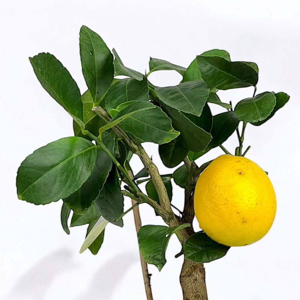 Lemon Tree