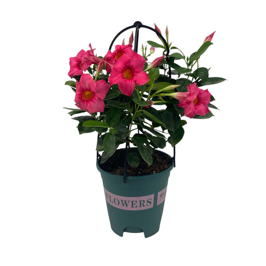 Pot Fragrance Vine - Pink