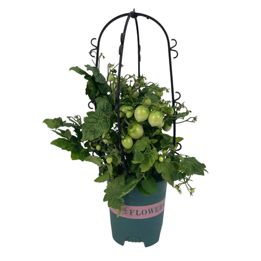 Pot Mini Tomato
