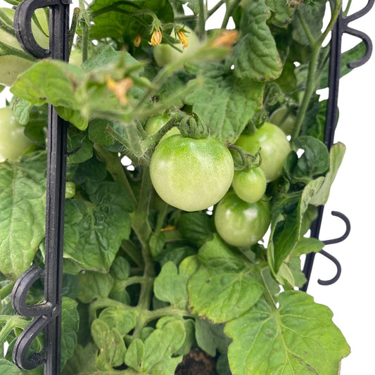 Pot Mini Tomato