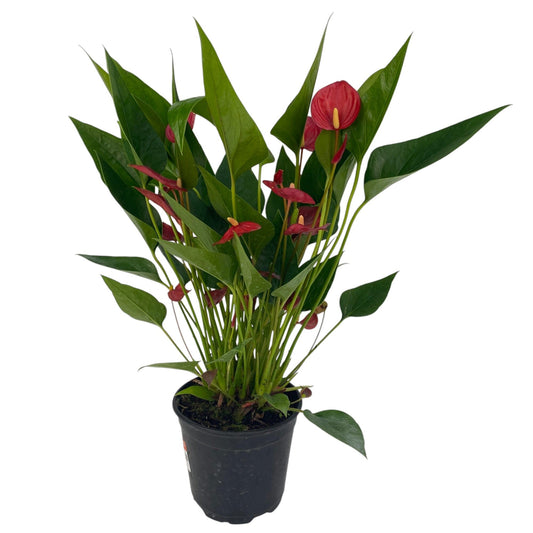 Pot Anthurium Mix- Red