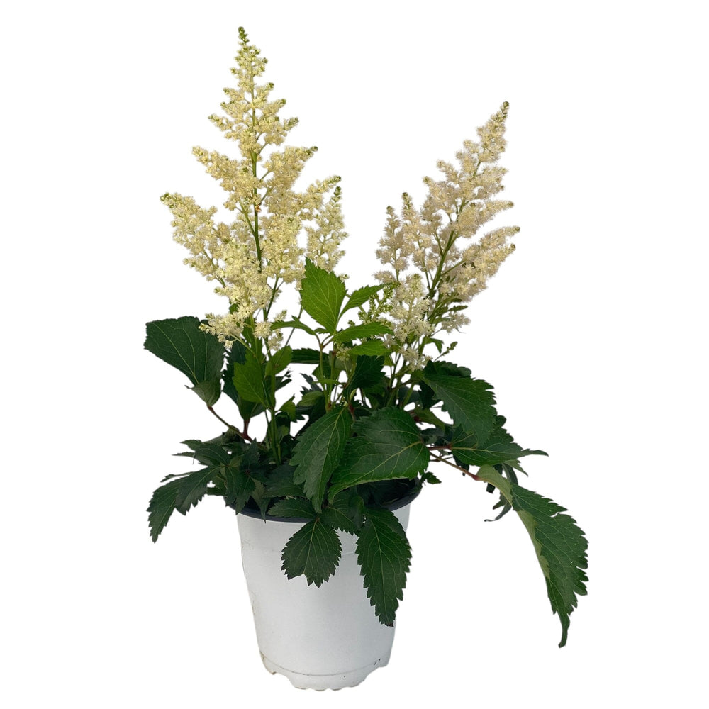 Pot Astilbe Mix- White