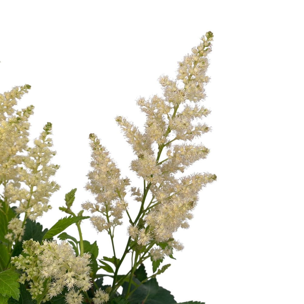 Pot Astilbe Mix- White