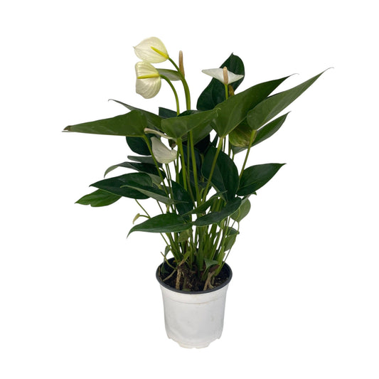 Pot Anthurium Mix-White