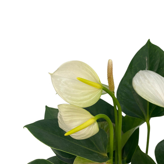 Pot Anthurium Mix-White
