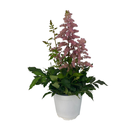 Pot Astilbe Mix- Pink
