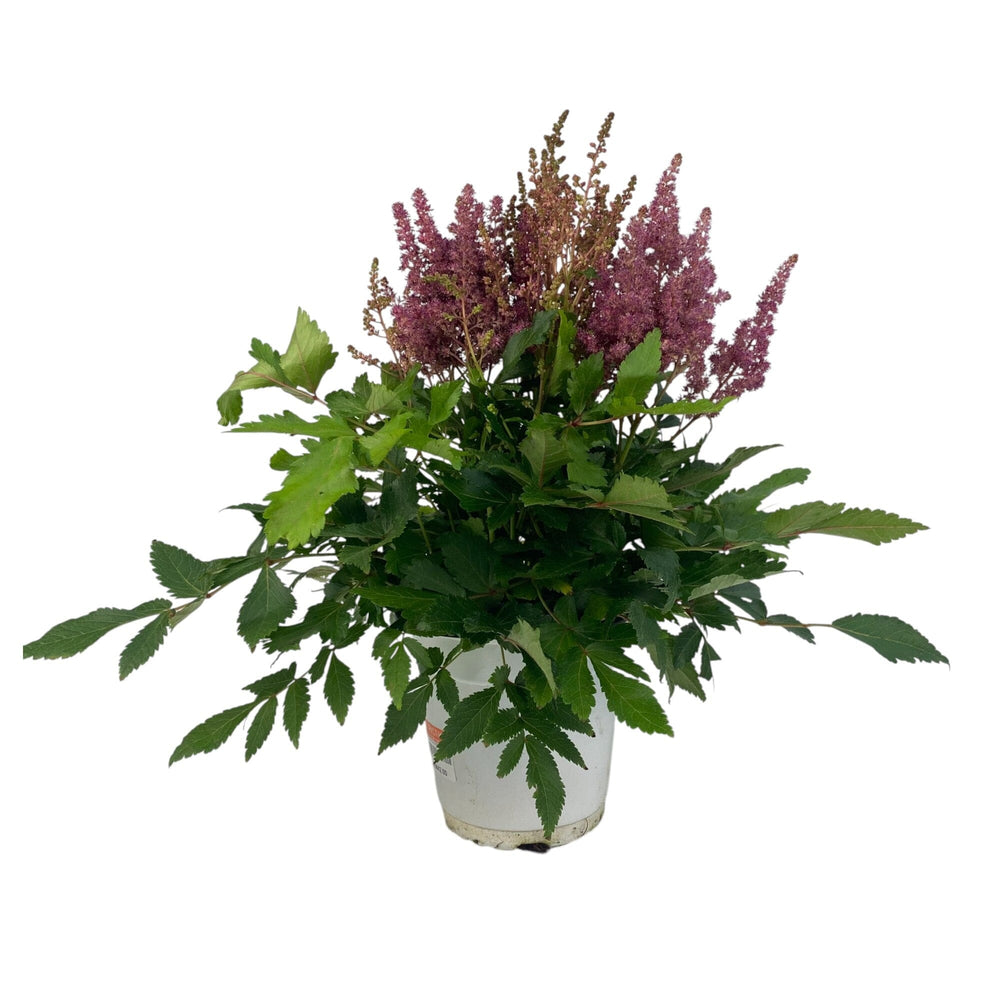 Pot Astilbe Mix- Purple