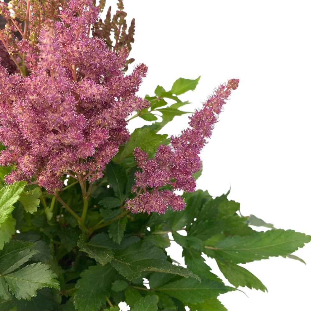 Pot Astilbe Mix- Purple