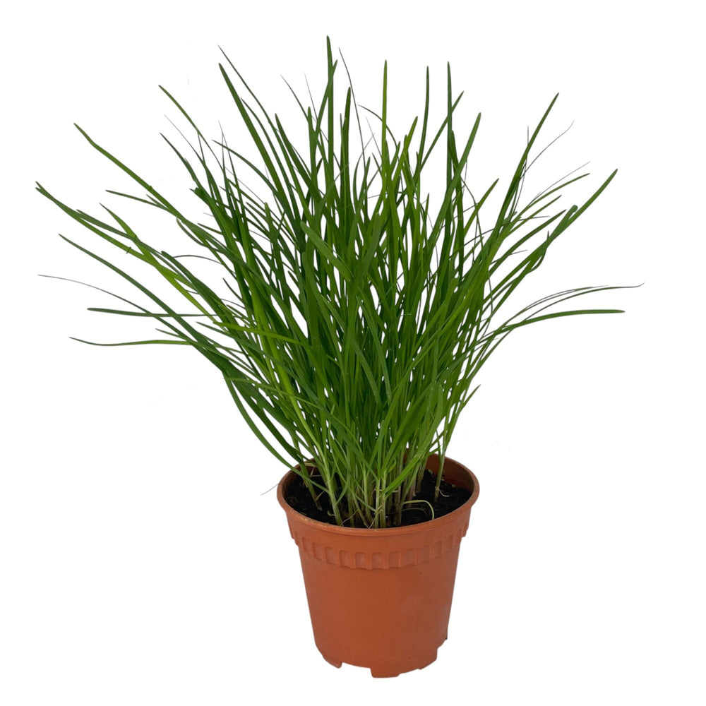 Pot Chives P150