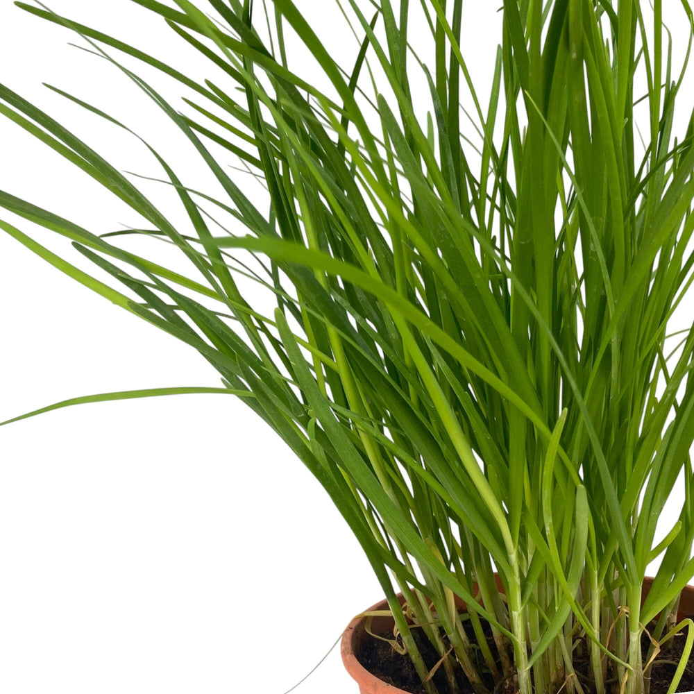 Pot Chives P150