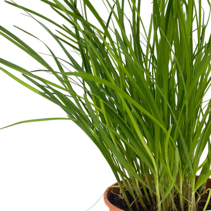 Pot Chives P150