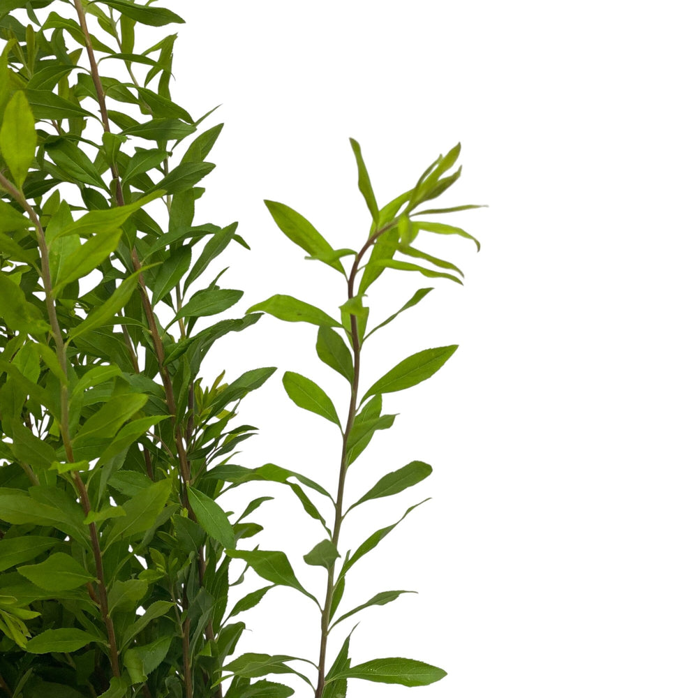 Snow Willow Leaf