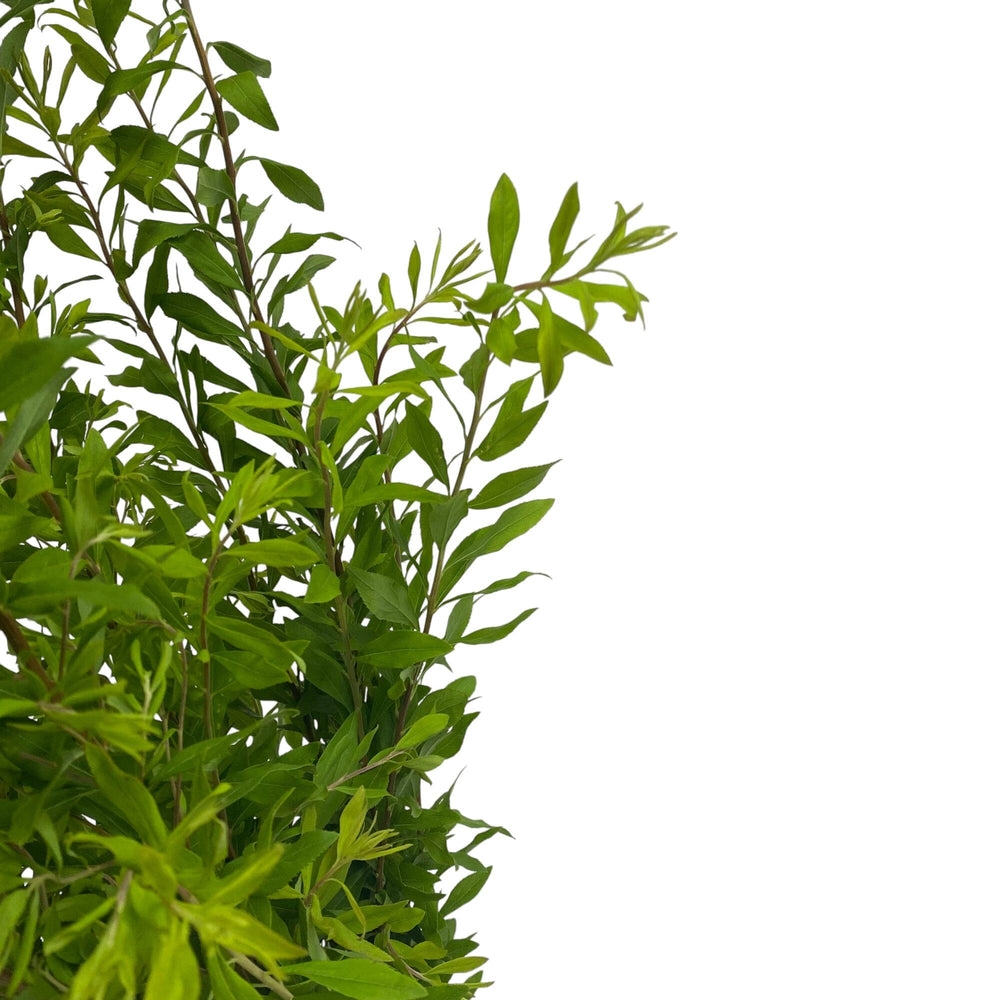 Snow Willow Leaf
