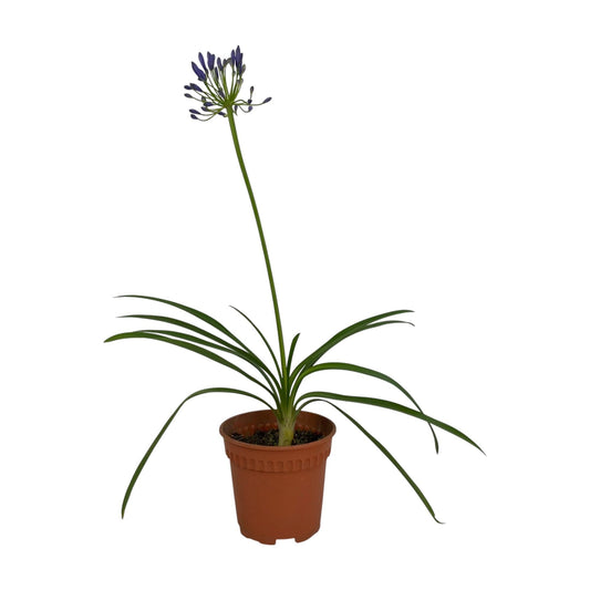 Pot Blue Lily( Agapanthus)P170