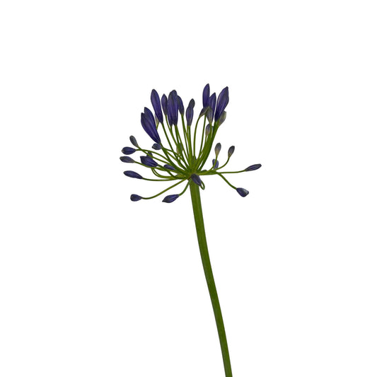 Pot Blue Lily( Agapanthus)P170