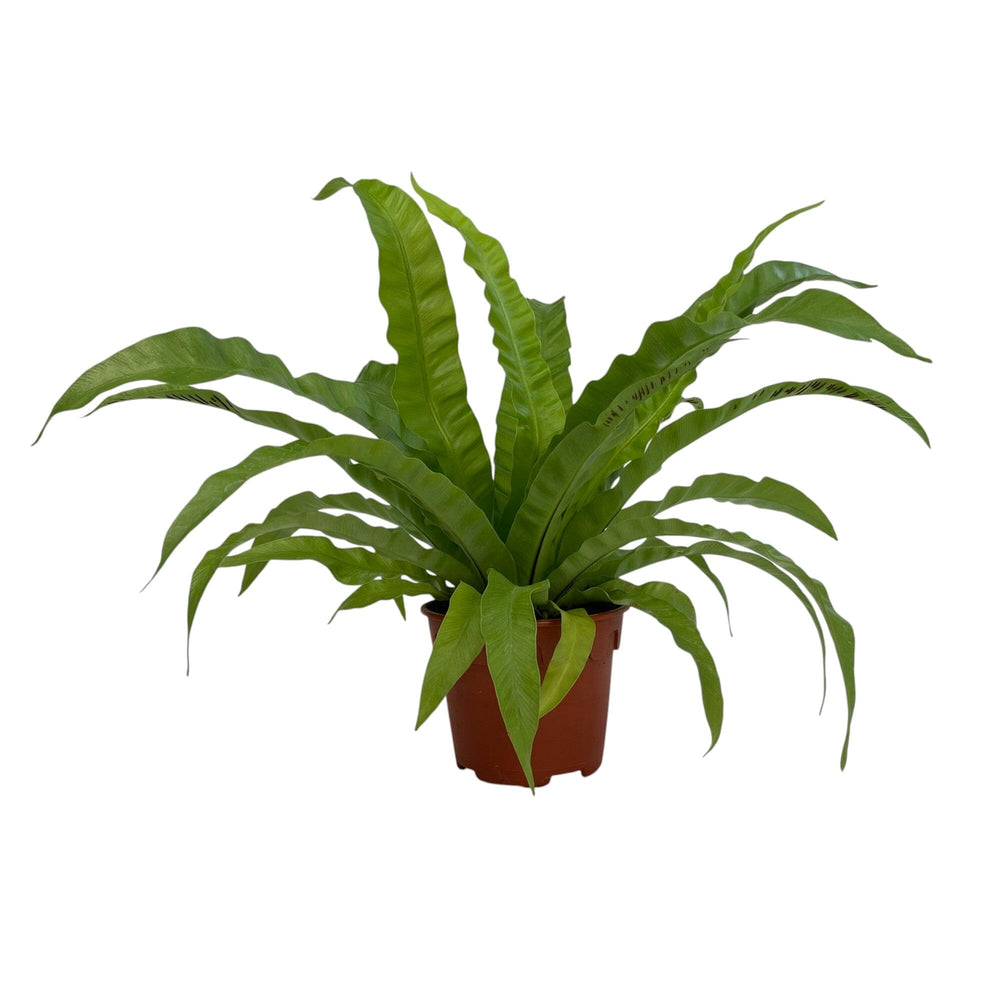 Pot Asplenium P150